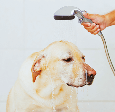 ペットの快適シャワー